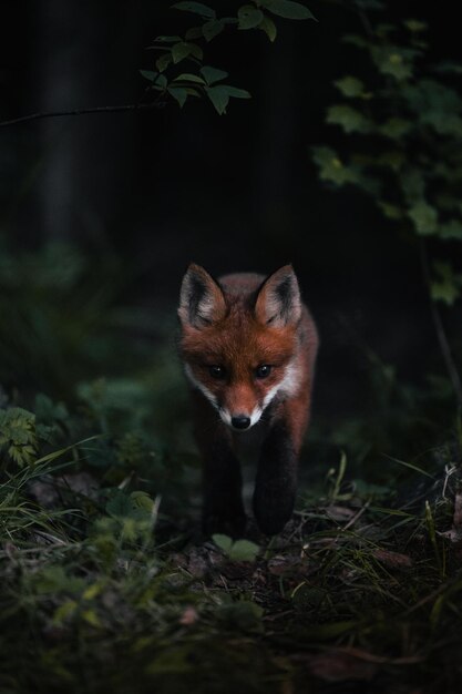 Disparo vertical de un hermoso zorro en un bosque