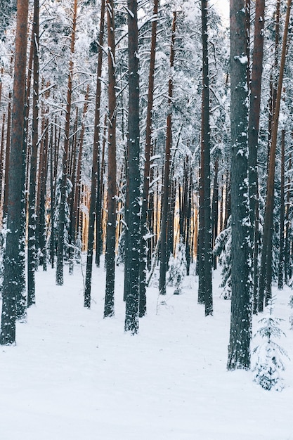 Disparo vertical de hermosos árboles altos en un bosque en un campo cubierto de nieve