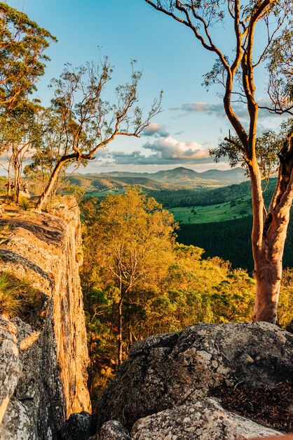 Disparo vertical de los hermosos árboles en las montañas capturados en Queensland, Australia