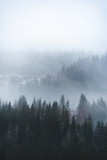Disparo vertical de hermosos árboles verdes en el bosque en la mesa de niebla