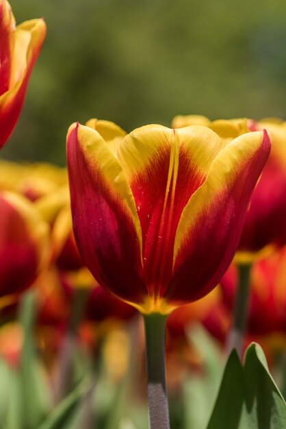 Disparo vertical de hermosos tulipanes amarillos y rojos en un campo