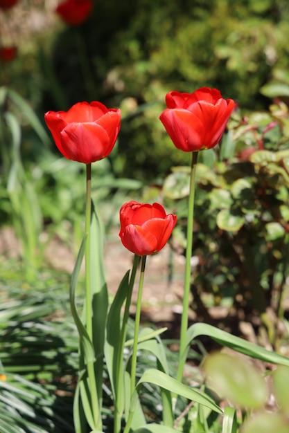 Disparo vertical de hermosos tulipanes rojos en un jardín.