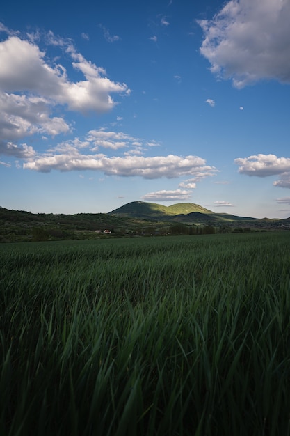 Disparo vertical de la hierba verde en el campo en el campo bajo el cielo nublado