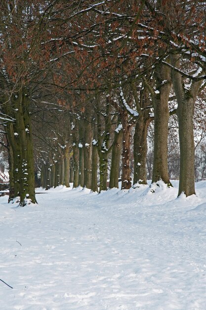 Disparo vertical de hileras de árboles desnudos y el paisaje del parque cubierto de nieve pesada en Brabante, Países Bajos