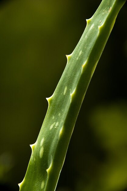 Disparo vertical de una hoja de la planta de aloe