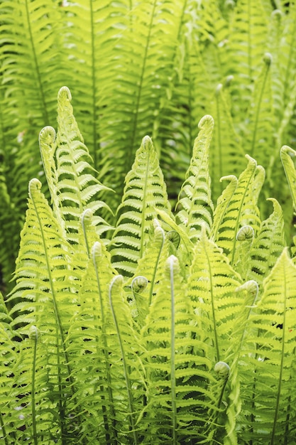 Disparo vertical de hojas de helecho avestruz bajo la luz del sol en el jardín botánico vandusen, vancouver