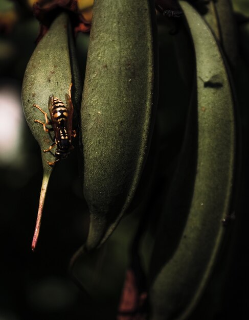 Disparo vertical de hojas de plantas con insectos posados sobre ellos