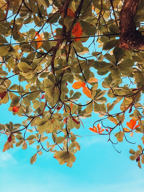 Disparo vertical de hojas verdes y marrones de un árbol en Brasil con un cielo azul de fondo