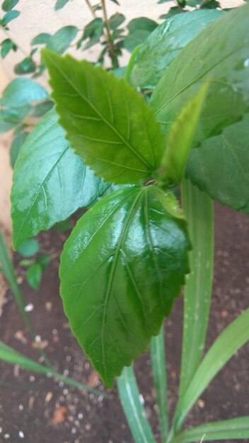 Disparo vertical de las hojas verdes de una planta