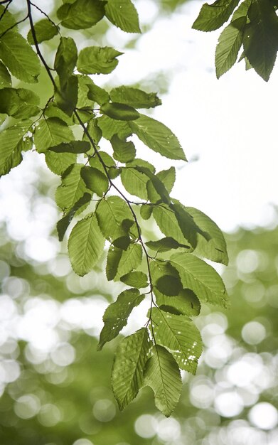 Disparo vertical de hojas verdes en una rama