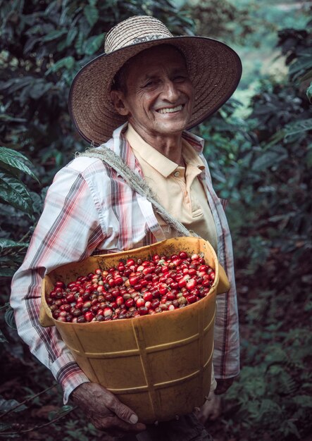 Disparo vertical de un hombre hispano que lleva una canasta con granos de café rojo cereza