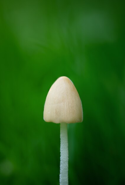 Disparo vertical de un hongo blanco sobre un verde