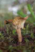 Foto gratuita disparo vertical de un hongo en el bosque