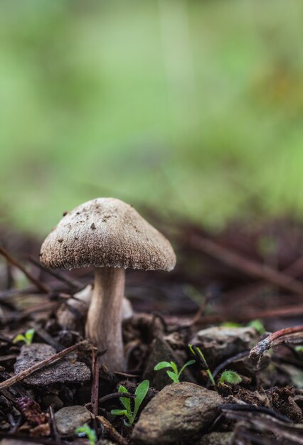 Disparo vertical de un hongo que crece en la naturaleza