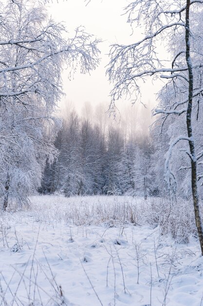 Disparo vertical de un impresionante bosque completamente cubierto de nieve