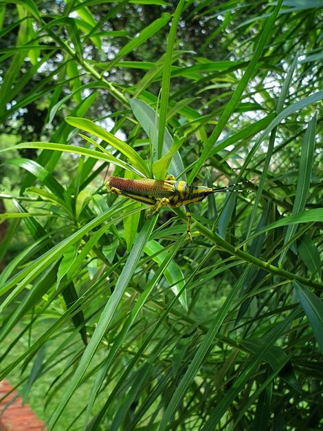 Disparo vertical de un insecto langosta en una planta