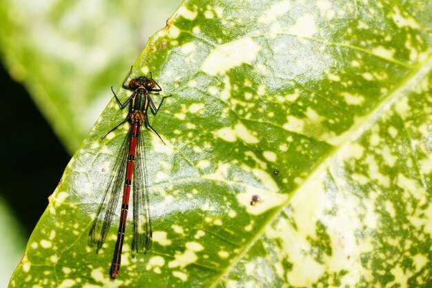 Disparo vertical de un insecto sobre una hoja verde