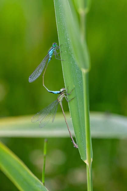 Disparo vertical de los insectos azur caballito del diablo apareamiento en la parte superior de una hoja verde en el jardín