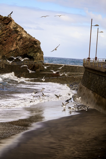 Foto gratuita disparo vertical de una isla con gaviotas