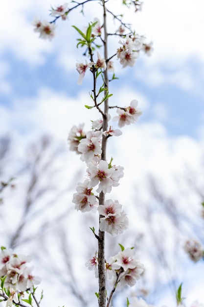 Disparo vertical de un joven almendro con hermosas flores rosadas