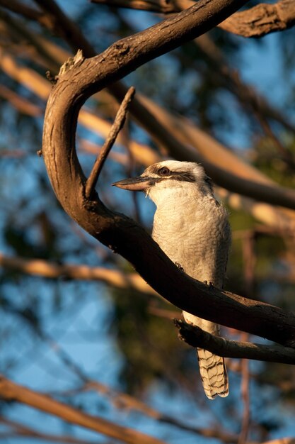 Disparo vertical de kookaburra sentado en la rama de un árbol bajo la luz del sol