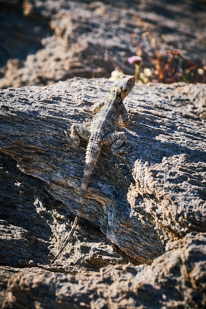 Disparo vertical de un lagarto camuflado en una piedra con textura bajo la luz del sol