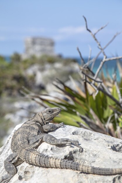 Disparo vertical de un lagarto en la roca en la costa de Tulum México con los templos detrás