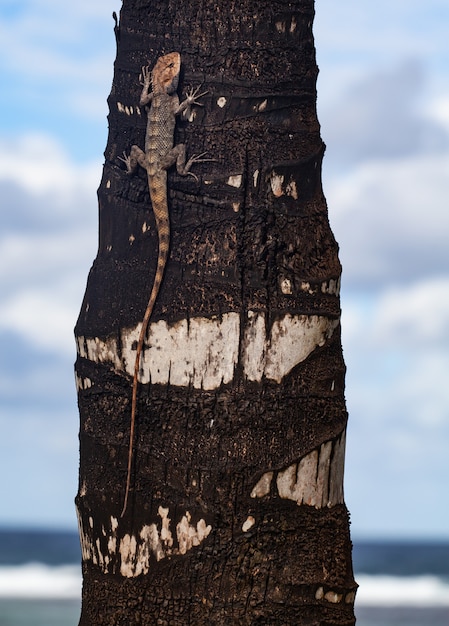 Disparo vertical de un lagarto en el tronco de un árbol