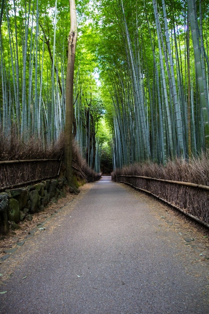 Disparo vertical de un largo sendero a través de un bosque de bambú en Kioto, Japón