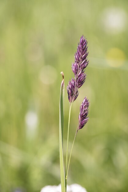 Disparo vertical de lavanda detrás de un fondo verde