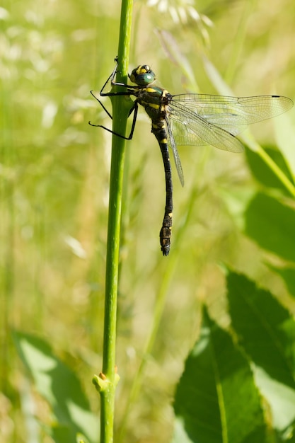 Disparo vertical de una libélula Macromia splendens al aire libre