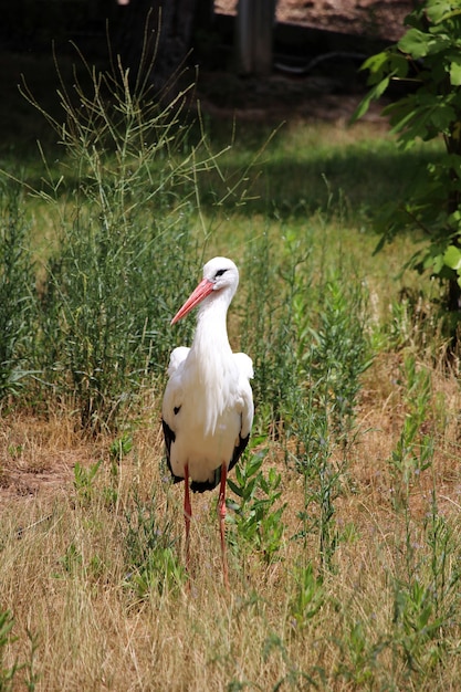 Foto gratuita disparo vertical de una linda cigüeña caminando en el campo