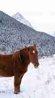 Foto gratuita disparo vertical de un lindo caballo rojo cerca de un bosque de invierno