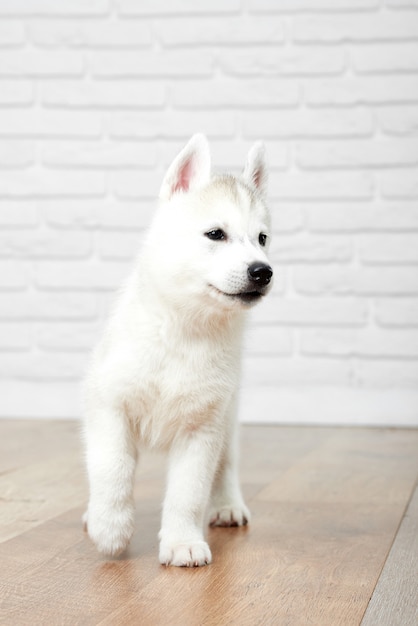 Disparo vertical de un lindo cachorro de husky siberiano esponjoso caminando en el interior animales concepto de mascotas.