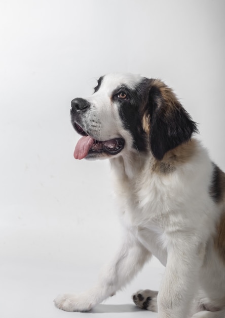 Disparo vertical de un lindo cachorro de San Bernardo