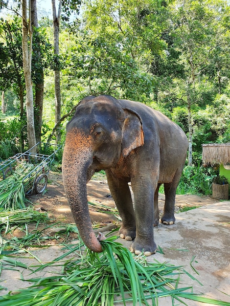 Disparo vertical de un lindo elefante agarrando hojas con el tronco caminando en la reserva