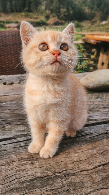 Disparo vertical de un lindo gatito jengibre mirando hacia arriba sobre una mesa de madera