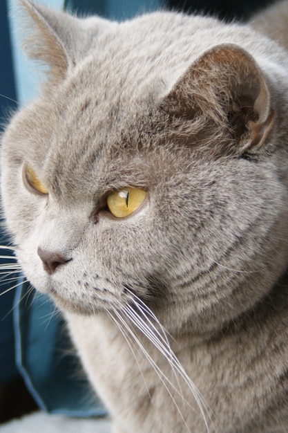 Disparo vertical de un lindo gatito con ojos verdes mirando por la ventana