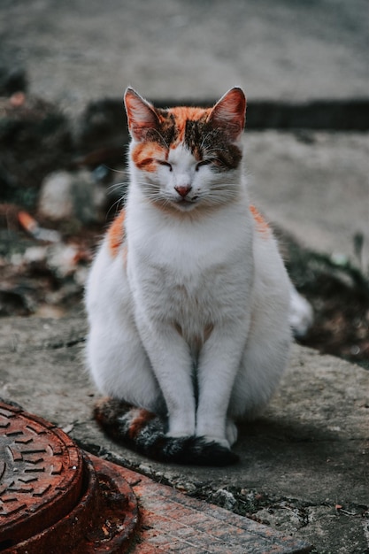 Disparo vertical de un lindo gato blanco y jengibre sentado afuera