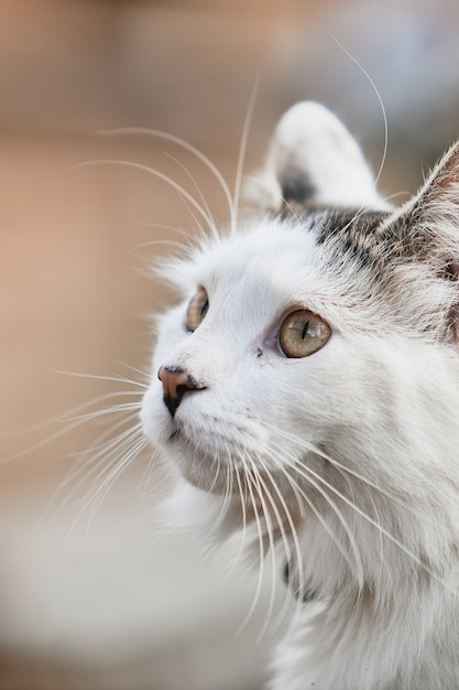 Disparo vertical de un lindo gato blanco bajo la luz del sol