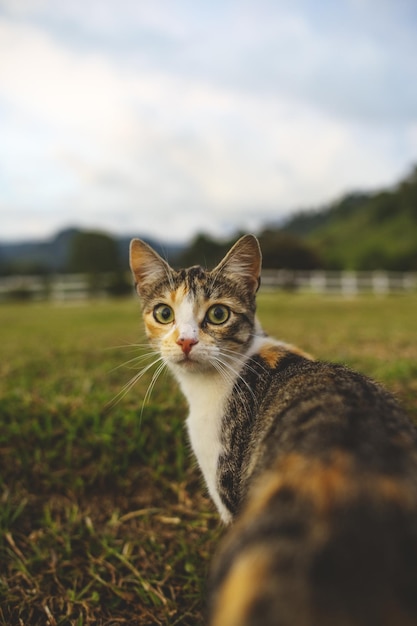 Disparo vertical de un lindo gato en el fondo de un campo