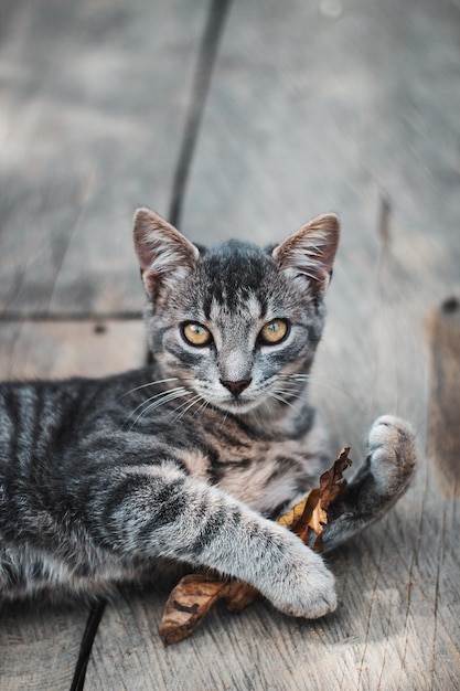 Disparo vertical de un lindo gato rayado gris y blanco sosteniendo una hoja y mirando a la cámara
