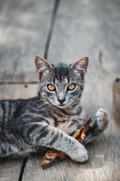 Disparo vertical de un lindo gato rayado gris y blanco sosteniendo una hoja y mirando a la cámara