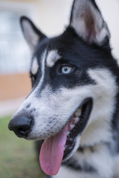 Disparo vertical de un lindo husky sobre un fondo borroso