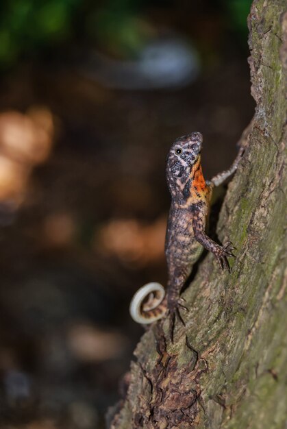 Disparo vertical de un lindo lagarto