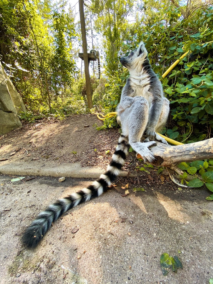 Foto gratuito disparo vertical de un lindo lémur de cola anillada jugando en la rama de un árbol en un parque