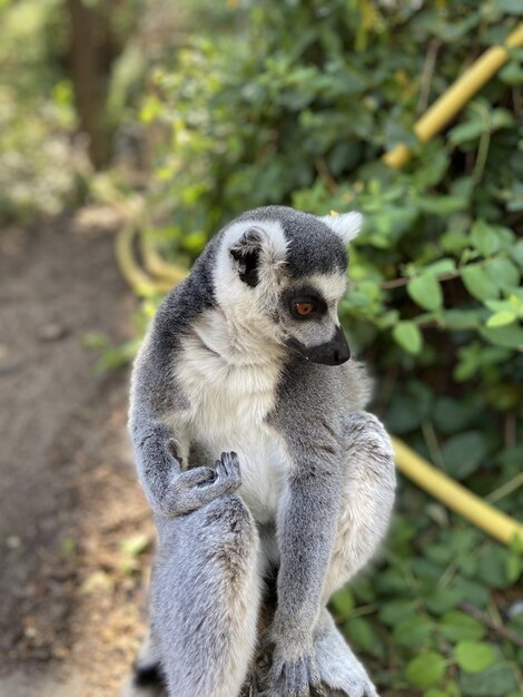 Disparo vertical de un lindo lémur de cola anillada jugando en la rama de un árbol en un parque