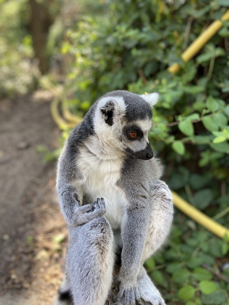 Disparo vertical de un lindo lémur de cola anillada jugando en la rama de un árbol en un parque