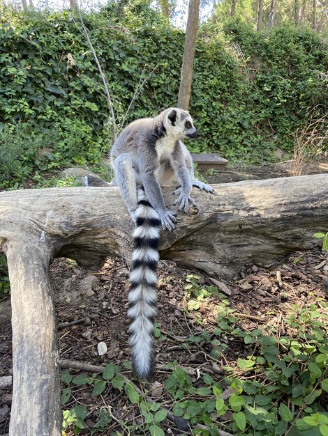 Disparo vertical de un lindo lémur de cola anillada jugando en la rama de un árbol en un parque