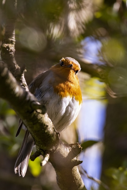 Disparo vertical de un lindo pájaro petirrojo europeo